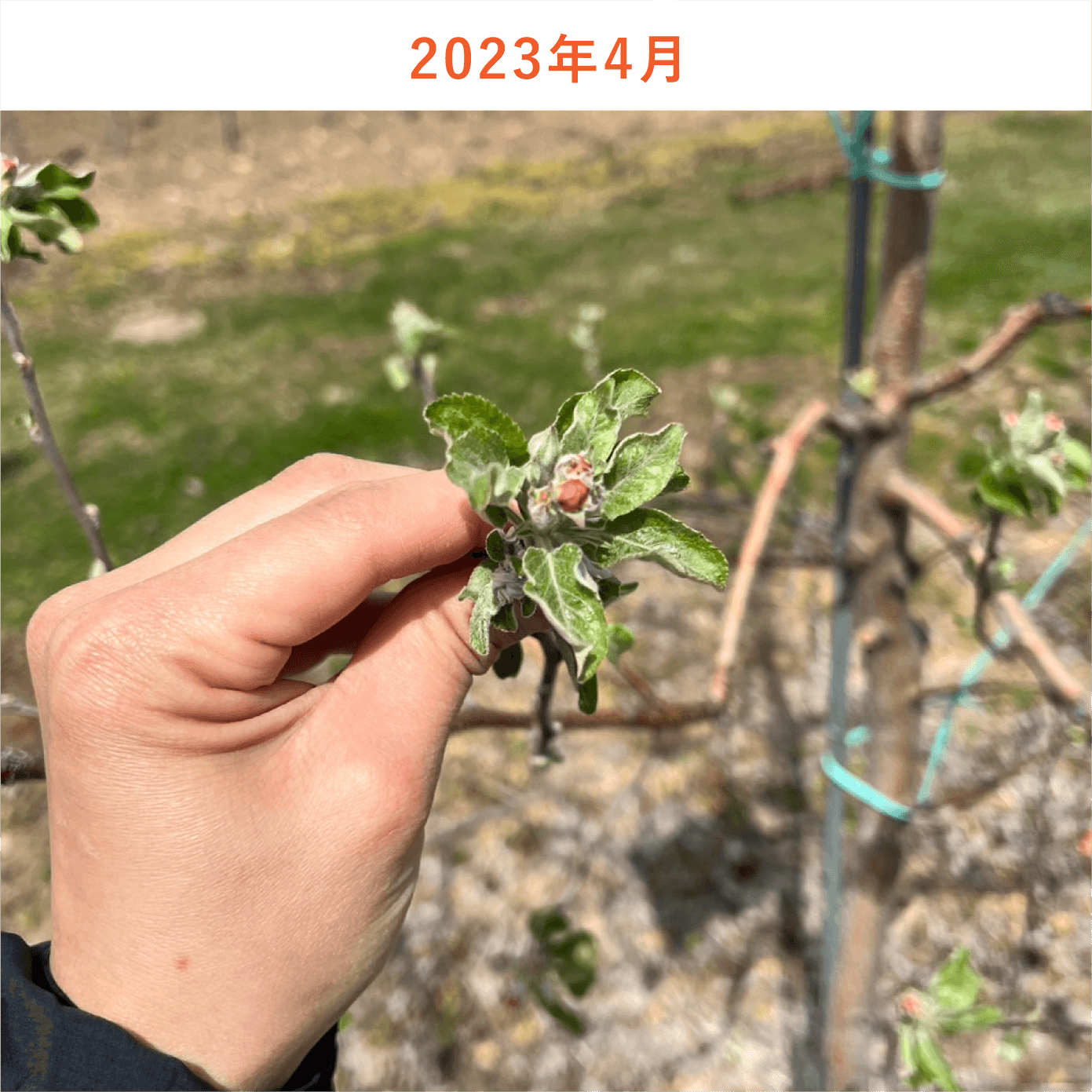 リンゴの木生育状況2023年4月