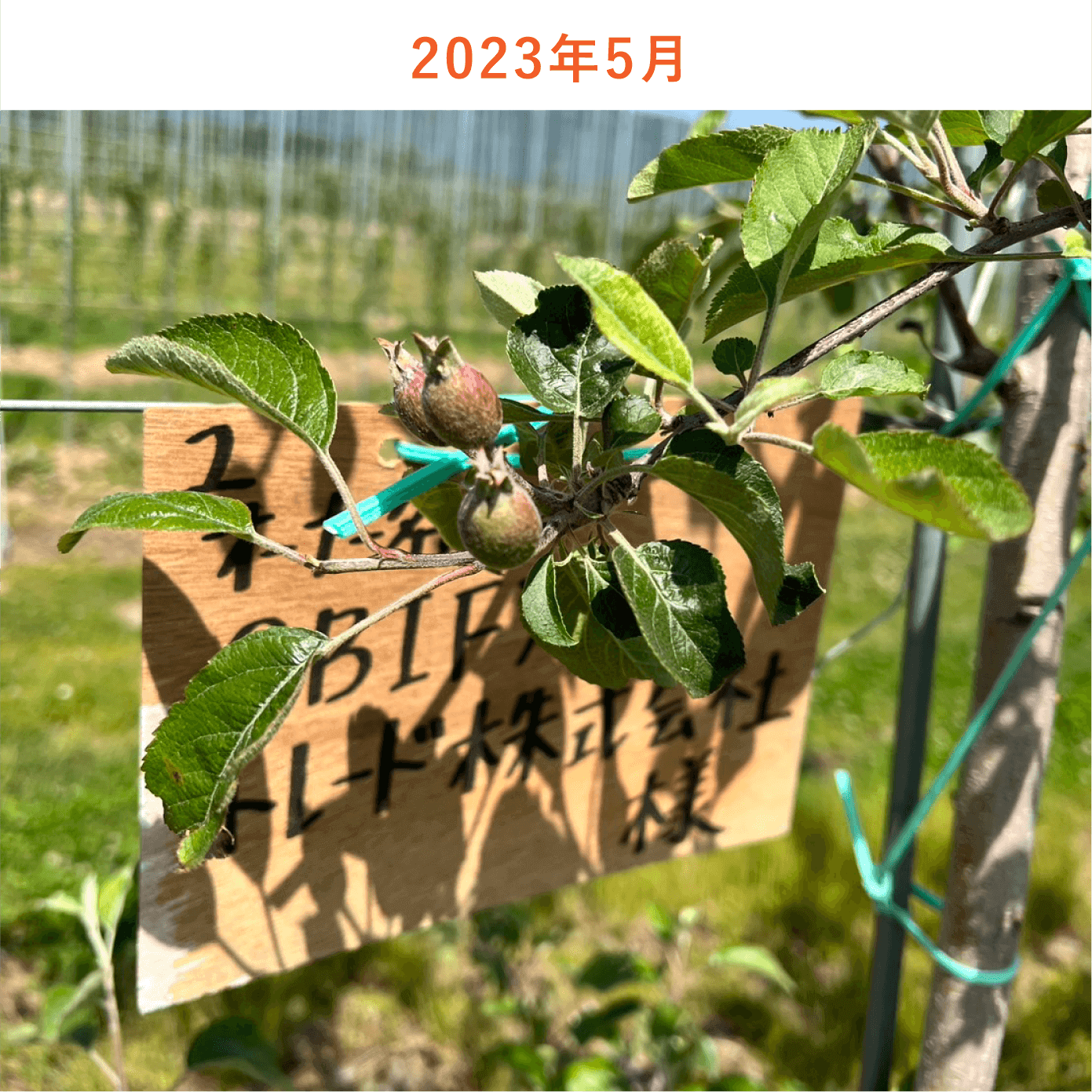 リンゴの木生育状況2023年5月