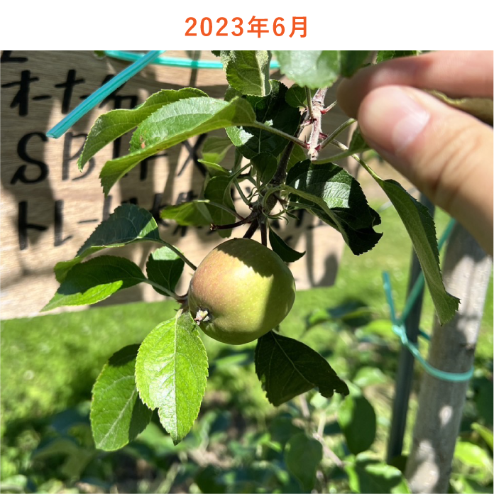 リンゴの木生育状況2023年6月