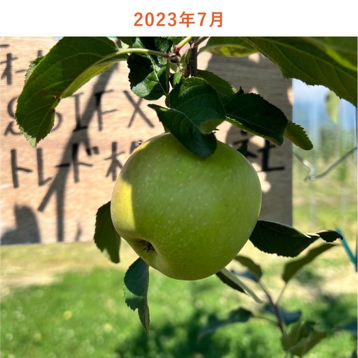 リンゴの木生育状況2023年7月