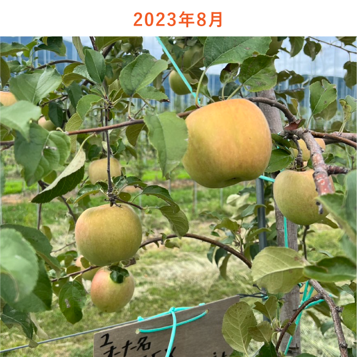 リンゴの木生育状況2023年8月