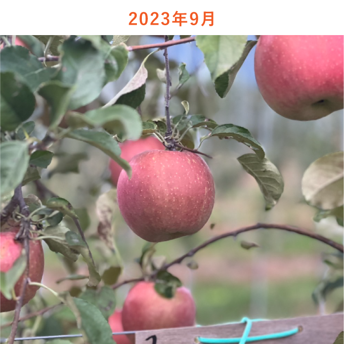 リンゴの木生育状況2023年9月
