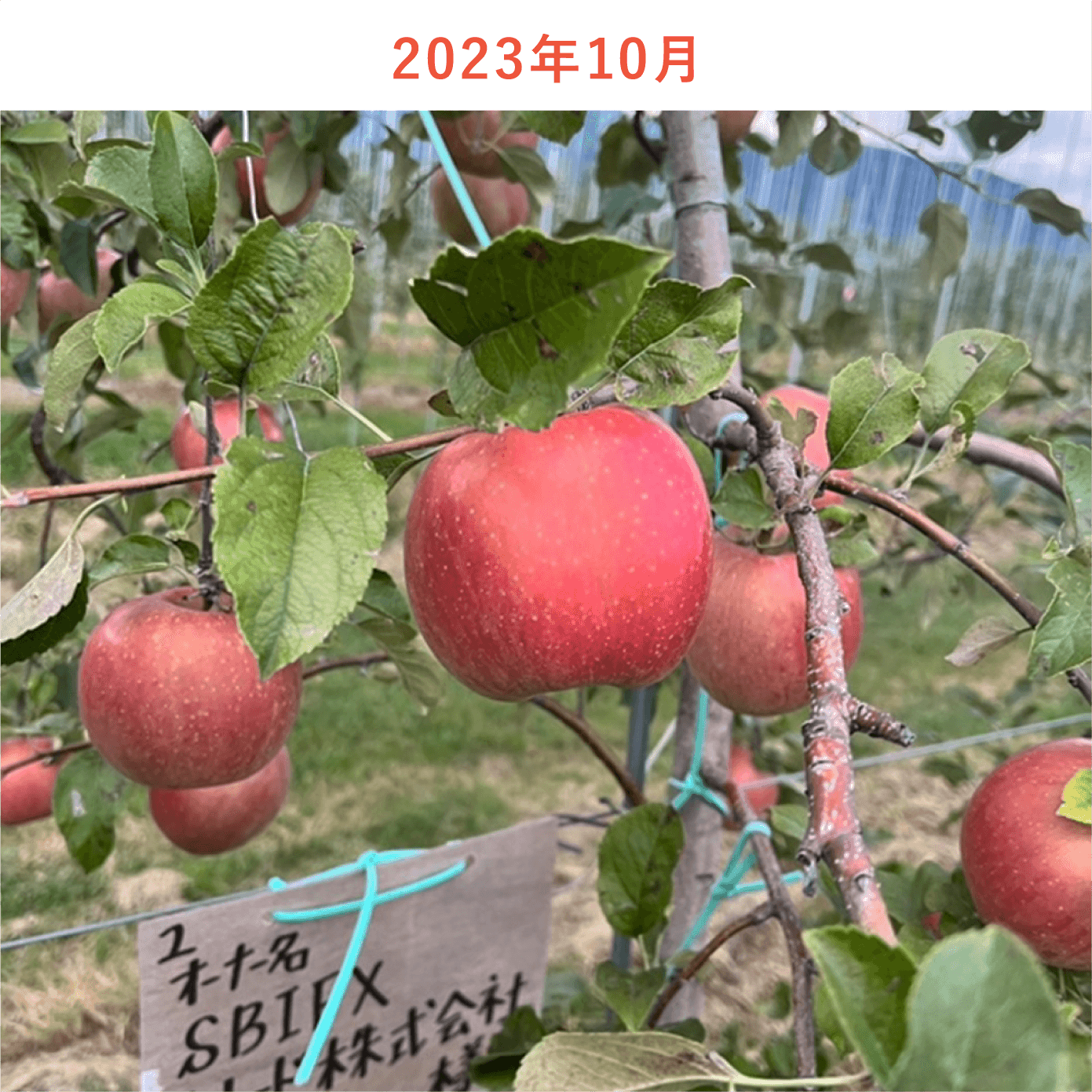 リンゴの木生育状況2023年10月