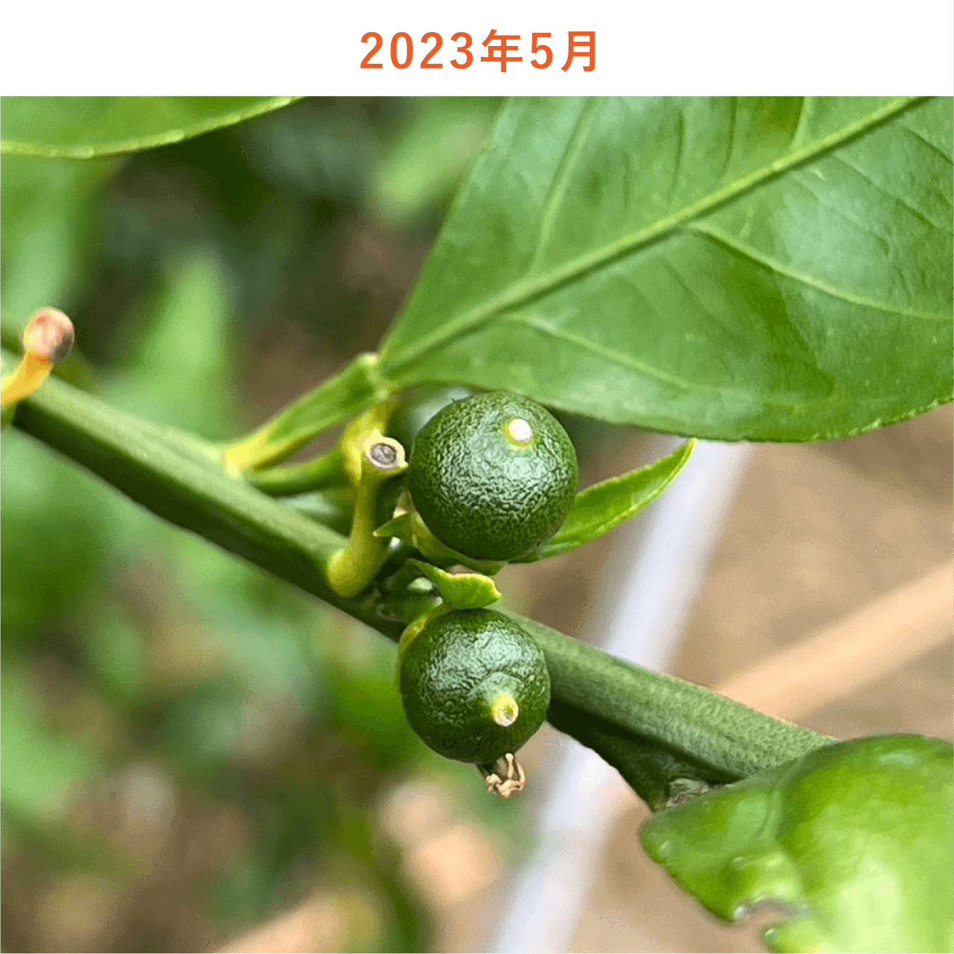 みかんの木生育状況2023年5月