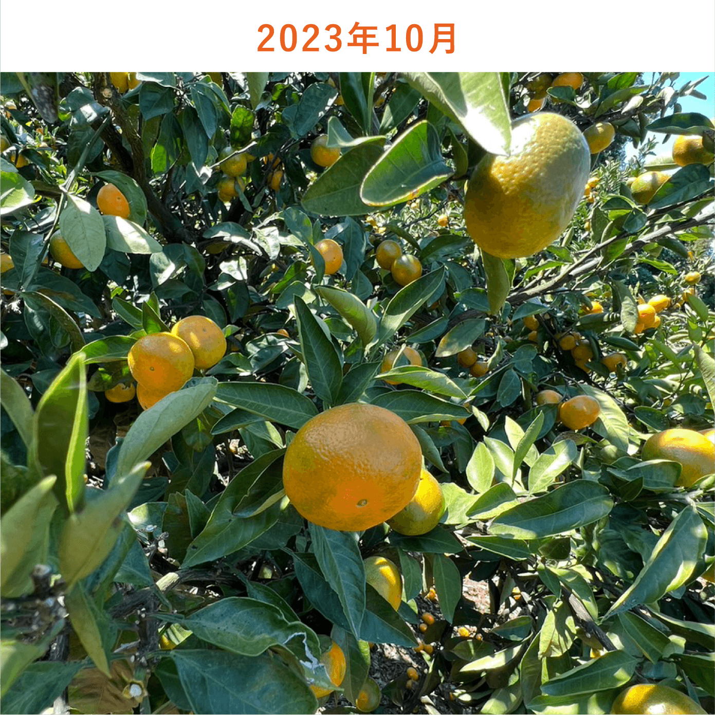 みかんの木生育状況2023年10月