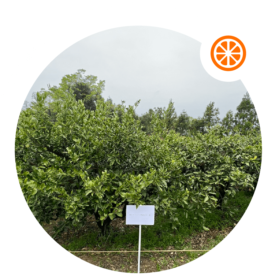 愛媛県八幡浜市OrangeStoreニノミヤ様