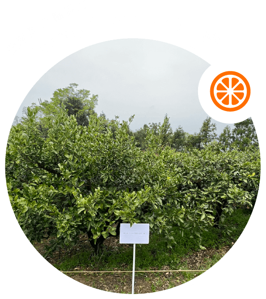 愛媛県八幡浜市OrangeStoreニノミヤ様